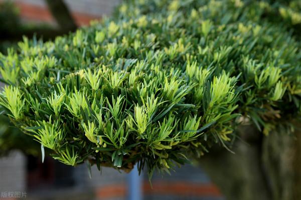 院子裡有空地要種三種樹，沒空地擠擠也要種，寓意深遠
