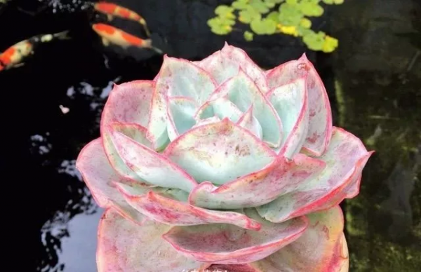 4年時間，靠一腔熱誠打造多肉花園