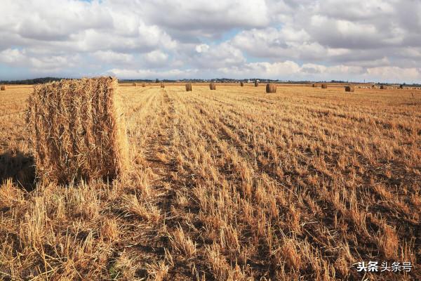 河南再現特大型金礦，又上了熱搜