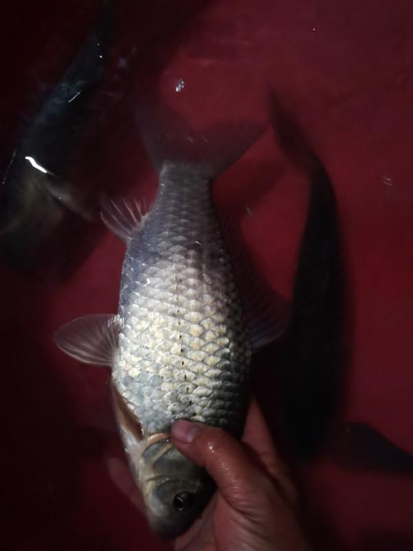 可遇不可求的土鯽魚，看著就覺得舒服