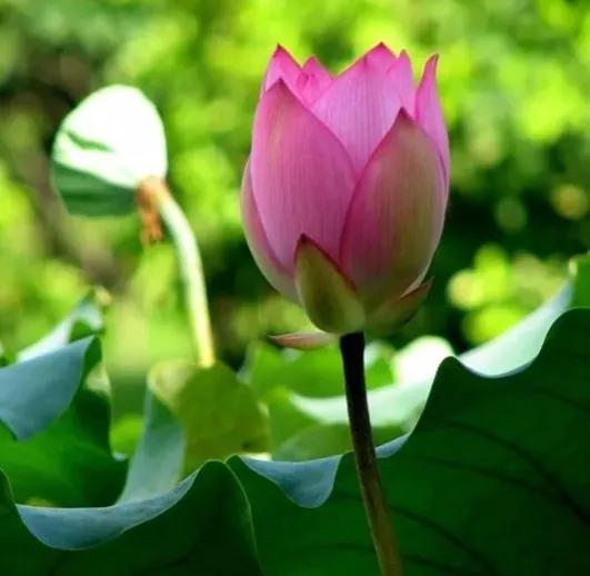 恆善者生輝，德優者懷遠