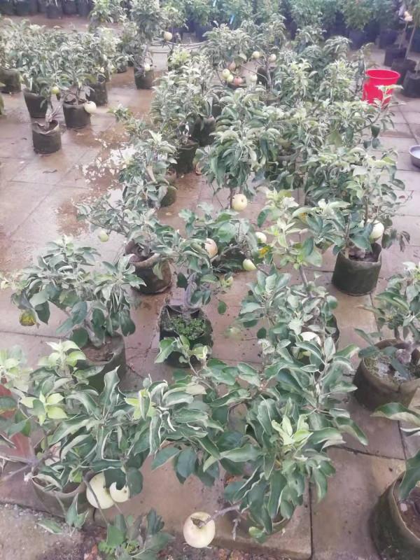 盆栽超矮化蘋果樹碩果累累
