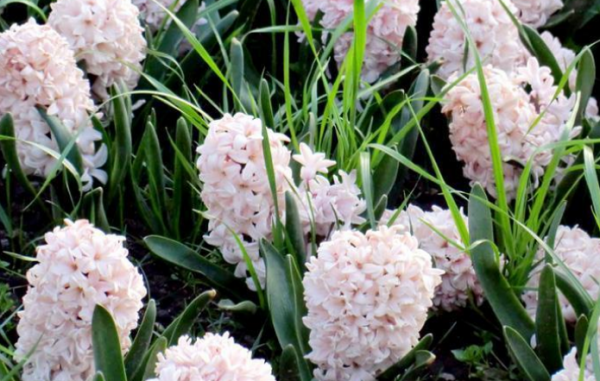 這4種花不易生病好養活，開花就爆盆，園藝新人小白入手不吃虧