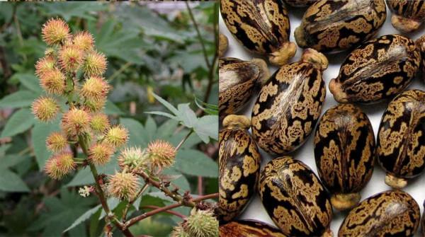 兒時隨處可見的蓖麻,中國年需求40萬噸,還被美國列為戰略物資? 兒時隨處可見的蓖麻,中國年需求40萬噸,還被美國列為戰略物資?