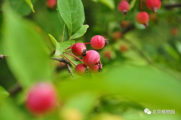 春華秋實,賞海棠紅果正當時~ 春華秋實,賞海棠紅果正當時~