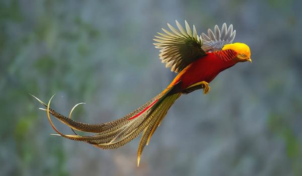 山西老漢放羊時發現一隻“金鳳凰”，風雨無阻投餵4年，結果怎樣