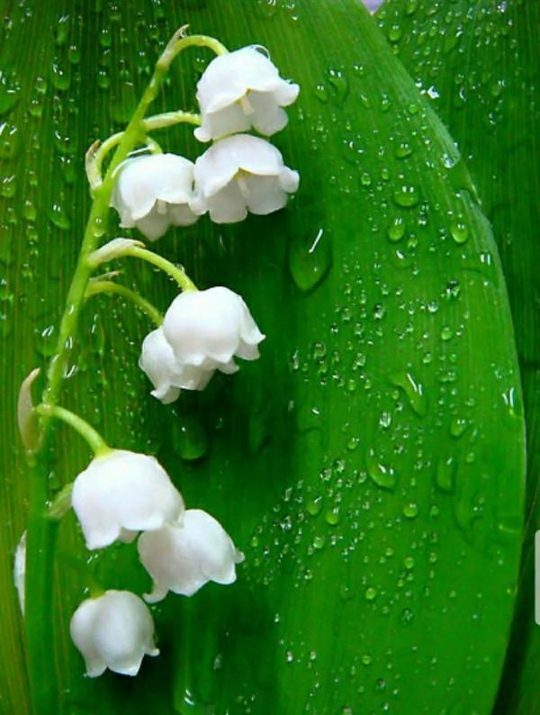 鈴兒響叮噹，迷你三胞胎：風鈴草，鈴蘭，鈴鐺花。你能分清嗎？