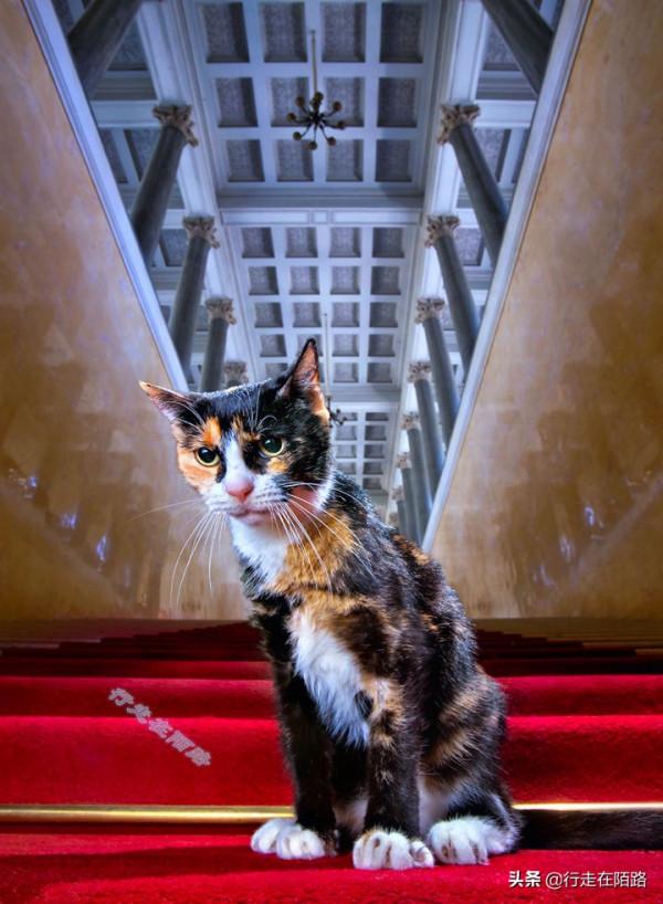 為感謝服役277年的貓咪,俄羅斯冬宮博物館操碎了心 為感謝服役277年的貓咪,俄羅斯冬宮博物館操碎了心