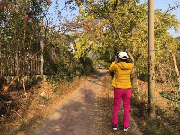 太湖銀杏村,家家戶戶都有幾棵百年銀杏樹,從蘇州坐2元公交能到 太湖銀杏村,家家戶戶都有幾棵百年銀杏樹,從蘇州坐2元公交能到