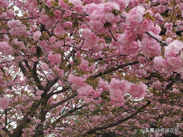 如果有庭院，記得種上這4種“仙樹”，開花時真是迷死人