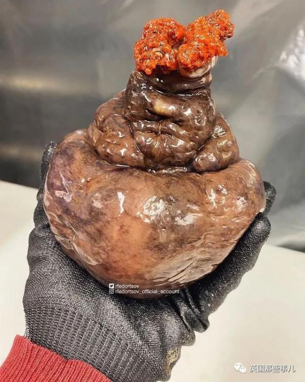 俄羅斯漁夫的深海怪魚又來了...這波依然是高能獵奇！突破天際