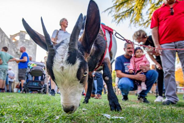 克羅埃西亞舉行山羊選美大賽“美羊羊”成為選美冠軍