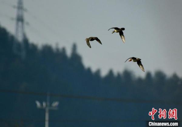 安徽新安江河段現多對野生鴛鴦