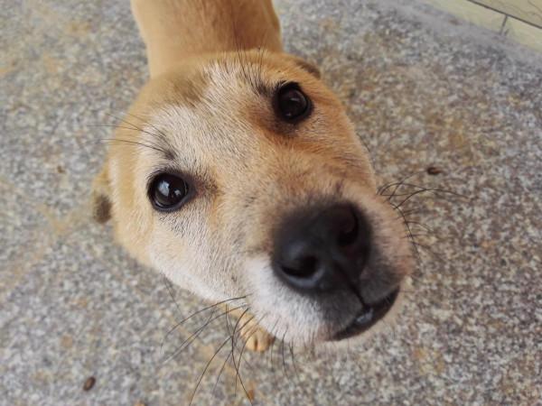 以亞裔身份為恥,多次抹黑中國,楊安澤終成民主黨棄子 以亞裔身份為恥,多次抹黑中國,楊安澤終成民主黨棄子