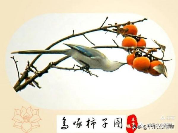 華州李坡一景：鳥啄柿子