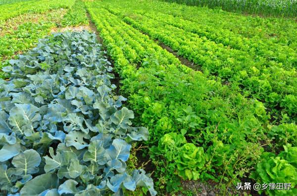 農村出現假化肥,大家購買時需謹慎 給大家分享一些購買化肥的知識 農村出現假化肥,大家購買時需謹慎 給大家分享一些購買化肥的知識