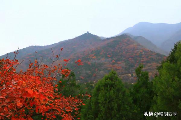紅螺寺的秋,即使在陰霾的天氣,也是如此金黃燦爛 紅螺寺的秋,即使在陰霾的天氣,也是如此金黃燦爛