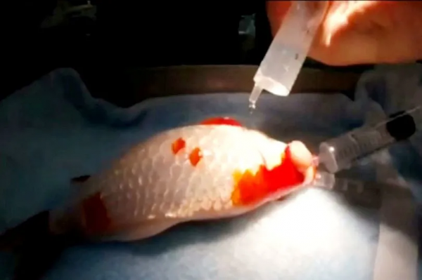 一條12歲金魚接受眼科手術，最大的難點不在於開刀，而是怎麼麻醉