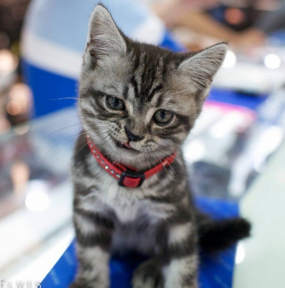 引人猜想的貓!來自書桌的詭異一笑:奴才感到害怕 引人猜想的貓!來自書桌的詭異一笑:奴才感到害怕