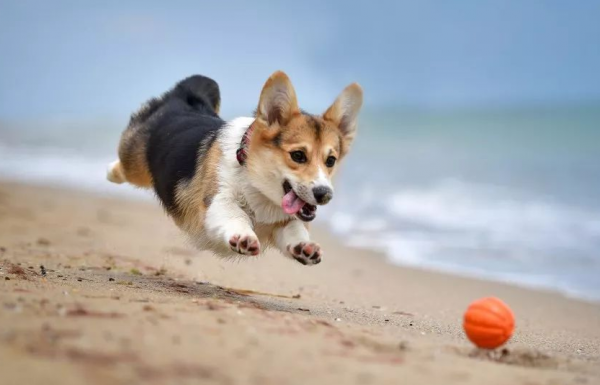 柯基有這些行為，才算把你當主人了，你被認可了嗎？