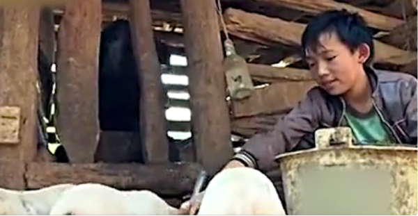 2014年廣西一男孩無依無靠，靠挖野菜為生，獲愛心捐款500萬