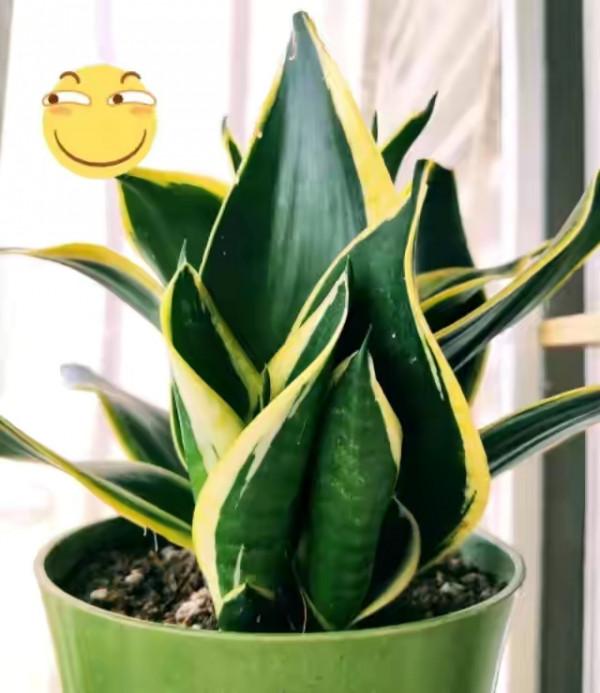 “懶人”就養這10種花,一個月不澆水也死不了,盆土越幹越易開花 “懶人”就養這10種花,一個月不澆水也死不了,盆土越幹越易開花