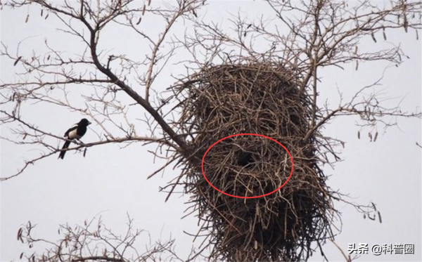 為什麼喜鵲窩不怕雨雪？它的&OpenCurlyDoubleQuote;高層別墅&rdquo;敗絮其外，金玉其中