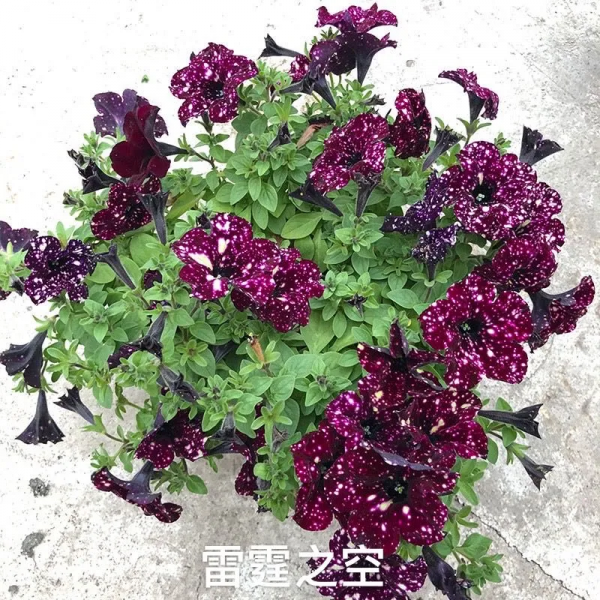 網紅矮牽牛品種介紹：愛慕系列、天空家族系列、花衣系列等