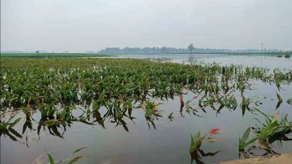今年極端天氣,玉米受災嚴重,為啥還是豐收年?農戶有疑惑 今年極端天氣,玉米受災嚴重,為啥還是豐收年?農戶有疑惑
