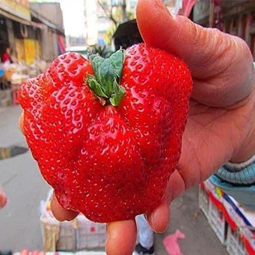 來自植物世界的精靈