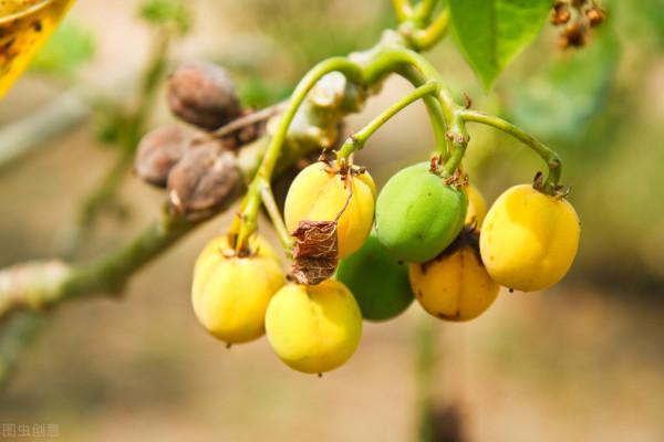6種在農村常見但有毒的植物，帶毒部位各不相同，野外遇到請遠離