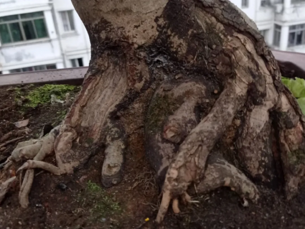 有些花，用小盆養，能養的更好