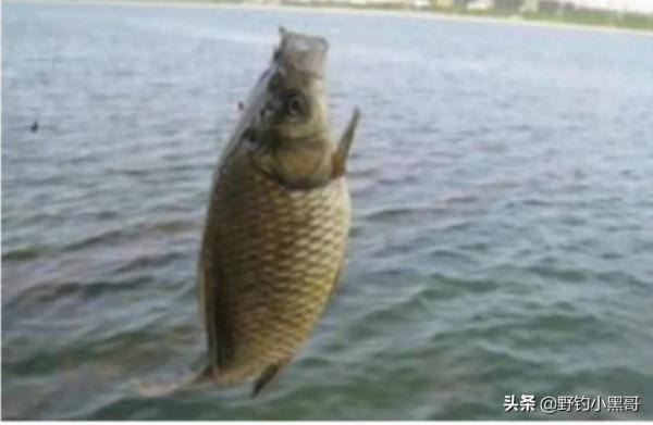 冬季釣魚，死守不是辦法，在這幾點及時做出改變，魚獲翻倍
