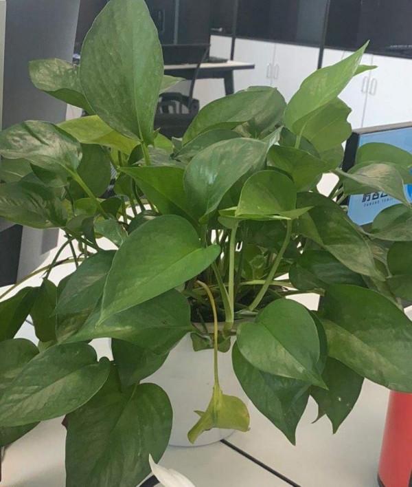 我家的綠蘿在滴水,本以為是生病,其實是健康的標誌 我家的綠蘿在滴水,本以為是生病,其實是健康的標誌