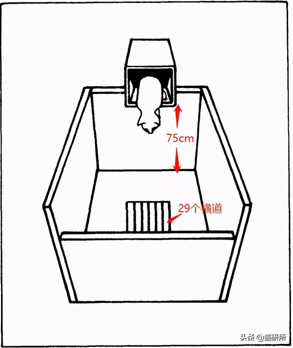 貓咪“鬥雞眼”是咋回事,會影響正常生活嗎? 貓咪“鬥雞眼”是咋回事,會影響正常生活嗎?