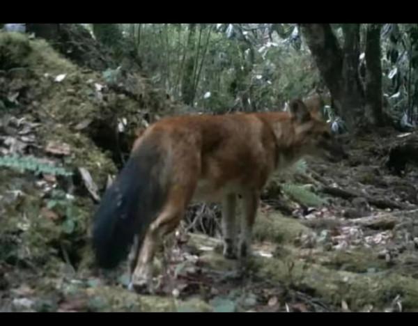 在雲南野外生存探險,遇到什麼動物恐怕凶多吉少? 在雲南野外生存探險,遇到什麼動物恐怕凶多吉少?