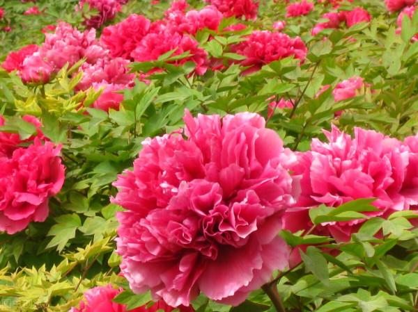 國色天香當屬牡丹花