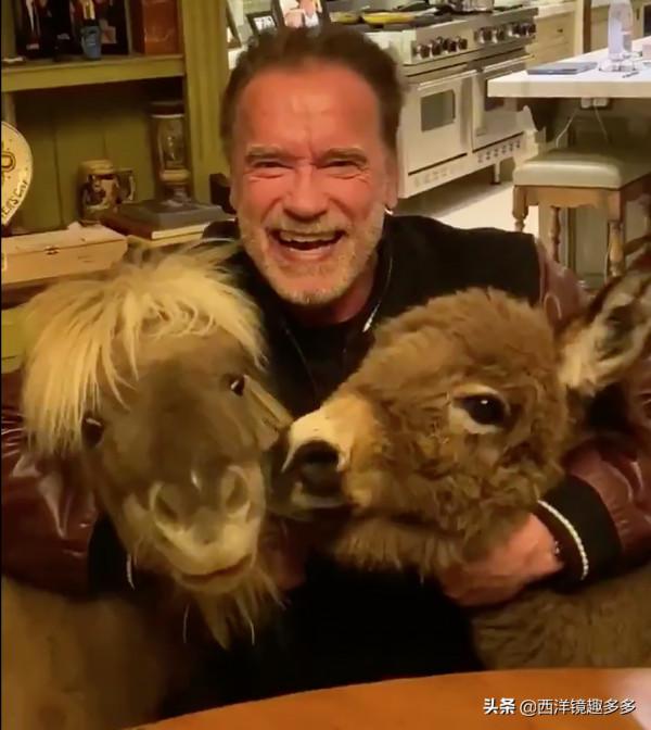 妮可·基德曼的羊駝，施瓦辛格的驢子，看看他們都在養哪些神獸