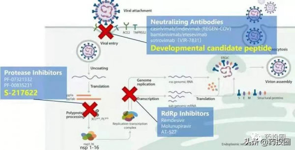 專利、利托那韋，輝瑞Paxlovid面臨雙重暴擊