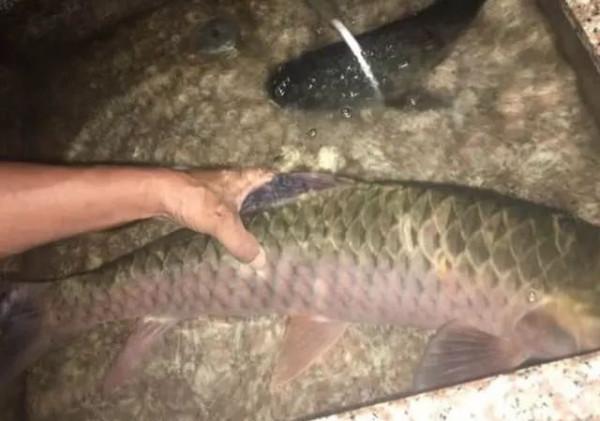 軍魚？廣東釣魚人，溪流釣起兩條大魚，體型像草魚但很兇猛