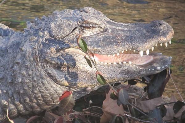 鱷魚家族有多倒黴?努力兩億年,次次在馬上稱霸時被地球針對 鱷魚家族有多倒黴?努力兩億年,次次在馬上稱霸時被地球針對