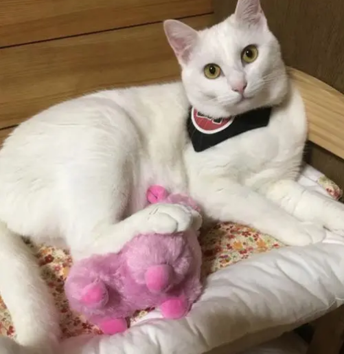 為什麼越來越多人養&OpenCurlyDoubleQuote;中華大白貓&rdquo;？網友：養了就不想換貓了