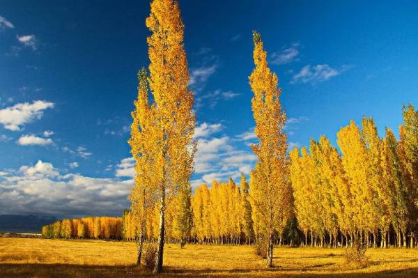 託布秀爾刻進牧民骨子裡的絲絲絃音