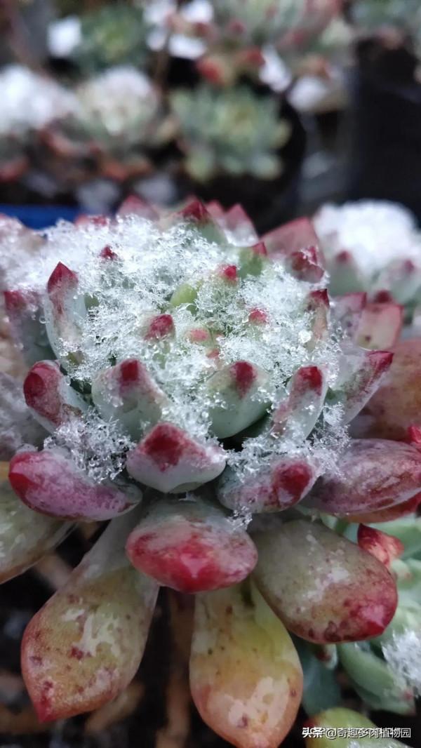 這些比較耐凍，適合露養，快來看看有沒有你喜歡的