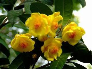 自帶富貴氣而比較昂貴的花