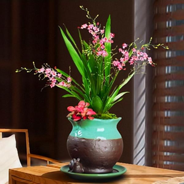 受女士們追捧的“夢香蘭”，花色清新，芳香撲鼻，現在正值花期