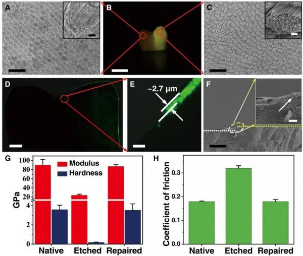 不用再補牙了？為時尚早