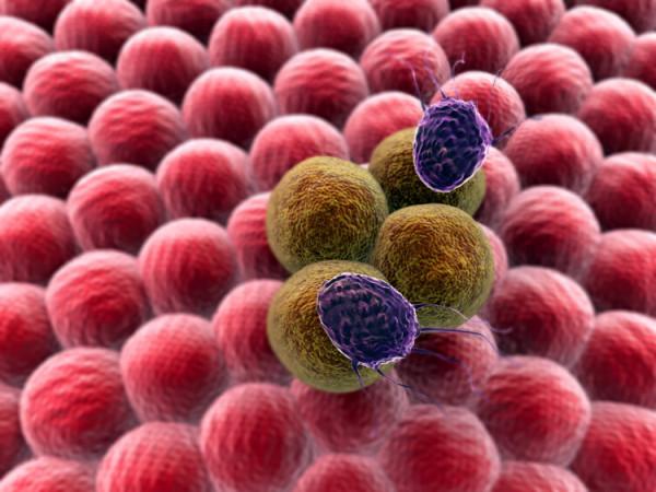 中藥又立功?青蒿素16小時內就能殺死癌細胞,是真的嗎? 中藥又立功?青蒿素16小時內就能殺死癌細胞,是真的嗎?