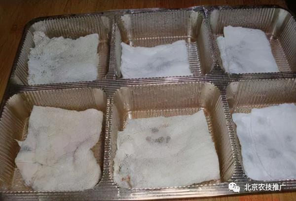 家庭百蔬園之矮生番茄 家庭百蔬園之矮生番茄