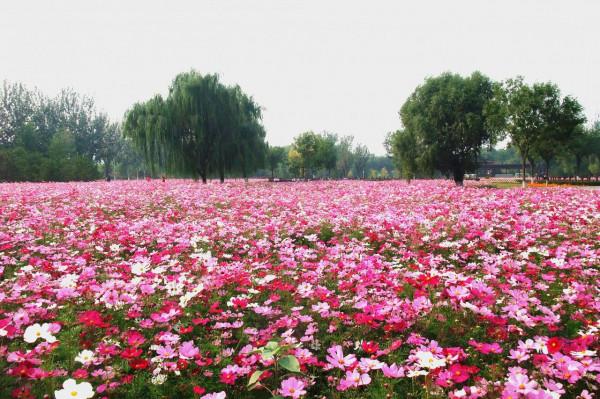 邂逅秋日波斯菊展